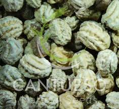 Attēlu rezultāti vaicājumam “Tropaeolum majus fruit”
