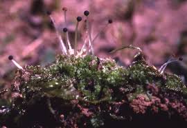 Attēlu rezultāti vaicājumam “Fossombronia wondraczekii”