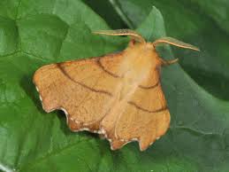 Attēlu rezultāti vaicājumam “Ennomos erosaria”