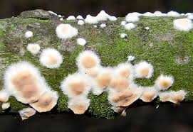 Attēlu rezultāti vaicājumam “Clavulinopsis cinerioides”