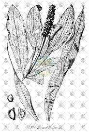 Attēlu rezultāti vaicājumam “Potamogeton lucens leaf”