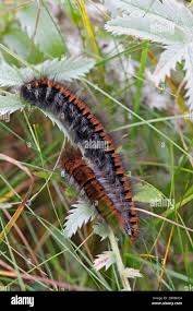 Attēlu rezultāti vaicājumam “Macrothylacia rubi larva”