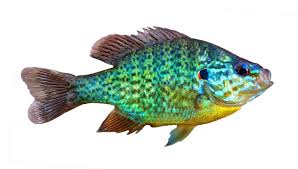 Image result for Lepomis gibbosus