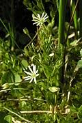 Attēlu rezultāti vaicājumam “Stellaria crassifolia”