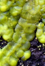 Attēlu rezultāti vaicājumam “Radula complanata”