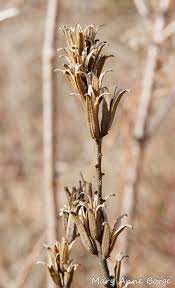 Attēlu rezultāti vaicājumam “Oenothera biennis fruit”