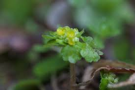 Attēlu rezultāti vaicājumam “Chrysosplenium alternifolium bud”