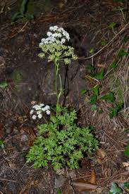 Attēlu rezultāti vaicājumam “Peucedanum oreoselinum flower”