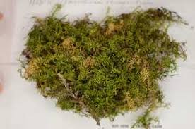 Attēlu rezultāti vaicājumam “Thuidium recognitum”