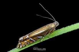 Attēlu rezultāti vaicājumam “Glyphipterigidae”