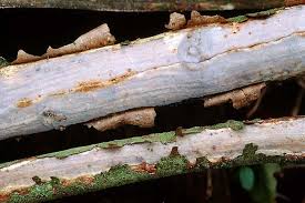 Attēlu rezultāti vaicājumam “Vuilleminia comedens”