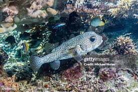 Image result for Diodon hystrix