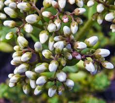 Attēlu rezultāti vaicājumam “Sedum album bud”