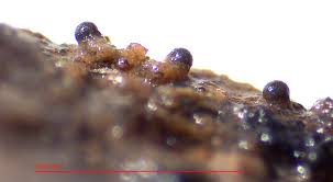 Attēlu rezultāti vaicājumam “Licea testudinacea young”