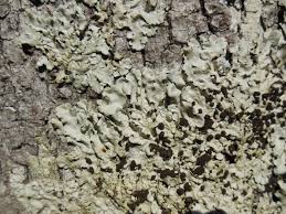 Attēlu rezultāti vaicājumam “Lobaria amplissima”