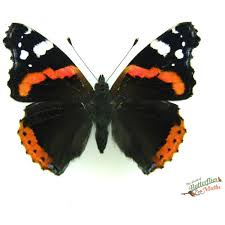 Attēlu rezultāti vaicājumam “Inachis io underside”