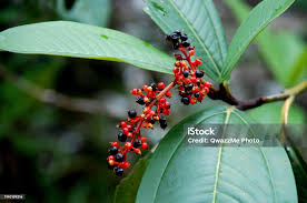 Attēlu rezultāti vaicājumam “Rubiaceae”
