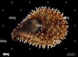 Attēlu rezultāti vaicājumam “Cynoglossum officinale fruit”