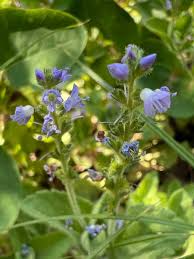 Image result for Veronica officinalis