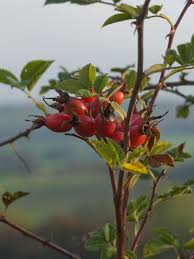 Attēlu rezultāti vaicājumam “Rosa glabrifolia”