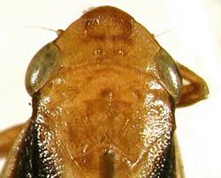 Attēlu rezultāti vaicājumam “Aphrophoridae”