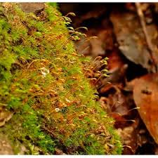 Attēlu rezultāti vaicājumam “Grimmia muehlenbeckii sporophyte”