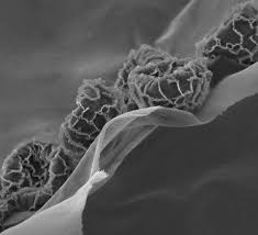 Attēlu rezultāti vaicājumam “Lamproderma pseudomaculatum macro”