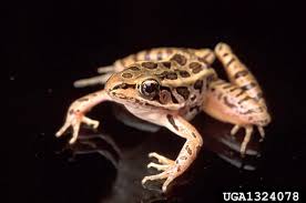 Attēlu rezultāti vaicājumam “Ranidae”