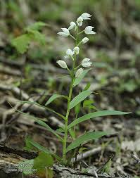 Attēlu rezultāti vaicājumam “Cephalanthera longifolia”