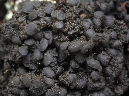 Attēlu rezultāti vaicājumam “Collema”