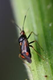 Attēlu rezultāti vaicājumam “Deraeocoris ruber imago”