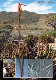 Attēlu rezultāti vaicājumam “Licea pusilla young”