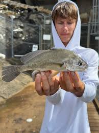 Image result for Aplodinotus grunniens