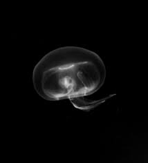 Attēlu rezultāti vaicājumam “Aurelia aurita”