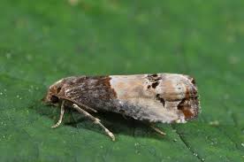 Attēlu rezultāti vaicājumam “Notocelia roborana”