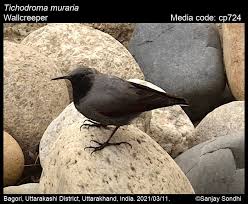 Image result for Tichodroma muraria