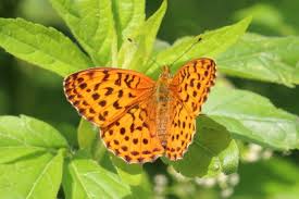 Attēlu rezultāti vaicājumam “Brenthis ino upperside”