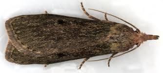 Attēlu rezultāti vaicājumam “Aphomia sociella female”