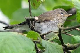 Attēlu rezultāti vaicājumam “Phylloscopus collybita”