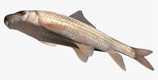 Image result for Moxostoma macrolepidotum