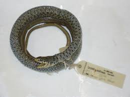 Attēlu rezultāti vaicājumam “Coronella austriaca”