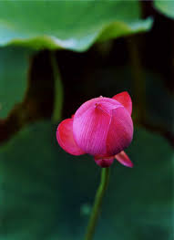 Attēlu rezultāti vaicājumam “Lotus sp. bud”