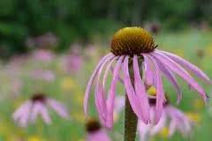 Image result for Echinacea pallida