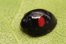 Attēlu rezultāti vaicājumam “Chilocorus renipustulatus”