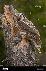 Image result for Surnia ulula