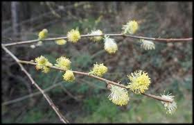 Attēlu rezultāti vaicājumam “Salix cinerea female flower”