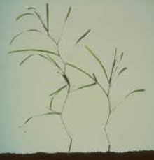 Attēlu rezultāti vaicājumam “Potamogeton compressus leaf”