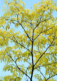 Attēlu rezultāti vaicājumam “Phellodendron amurense”