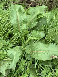 Attēlu rezultāti vaicājumam “Rumex obtusifolius”