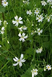 Attēlu rezultāti vaicājumam “Stellaria holostea flower”